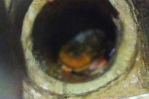 Tuvalet borusundan bebek &ccedil;ıktı