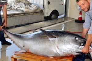 300 kiloluk orkinos satışa &ccedil;ıkarıldı