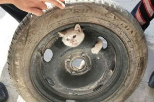 Yaramaz kedi &ouml;yle bir yere girdi ki...