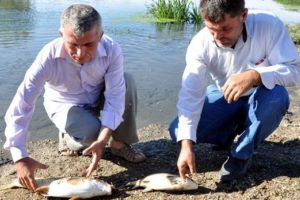 Balık &ouml;l&uuml;mlerine inceleme başlatıldı