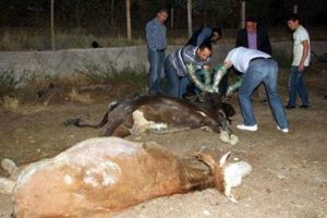 Kuduz karantinası ihtimali