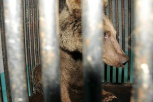 Tuzağa d&uuml;şen ayı Bursa'da hayata d&ouml;nd&uuml;