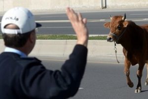 Kurban Bayramı, &ouml;yle bir g&uuml;ne denk geldi ki