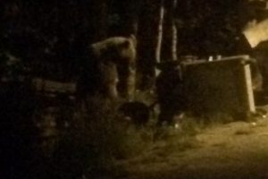 Uludağ'da esnafın başı ayılarla dertte