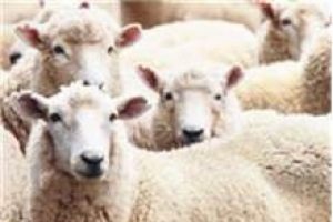 Dikkat! Bu kurbanlıklar haram