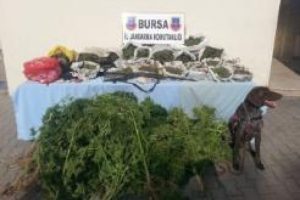 Jandarmadan uyuşturucu operasyonu