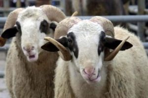 Kurban Bayramı &ouml;ncesi bir alana bir bedava devri
