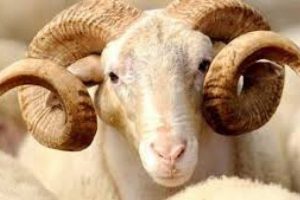 Kurban keserken buna dikkat edin