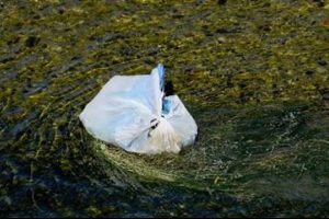 California'da plastik poşet yasaklandı