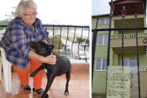 Kiracı arıyor ama para istemiyor