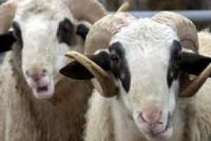 Kurbanı strese sokmak etin lezzetini bozuyor