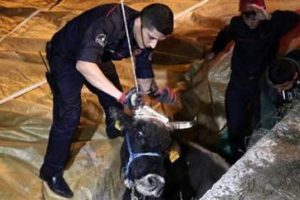 Ka&ccedil;an inek &ccedil;adıra d&uuml;şt&uuml;