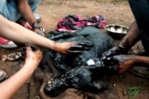 Katrana bulanmış k&ouml;peği b&ouml;yle kurtardılar