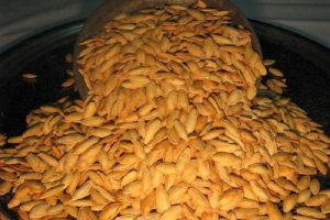 Kabak &ccedil;ekirdeği i&ccedil;in hasat zamanı