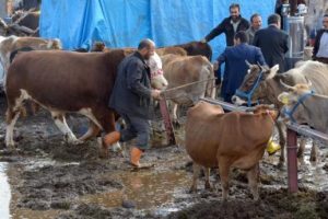 Kurbanlıklar &ccedil;amura g&ouml;m&uuml;ld&uuml;