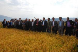 74 yıl sonra pirin&ccedil; hasadı