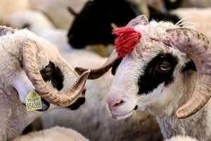 &Ouml;l&uuml; hayvanların k&uuml;peleriyle kurbanlık ticareti!
