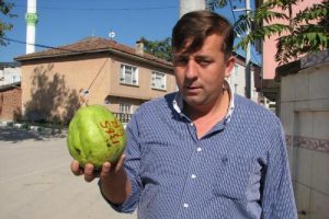 1 kilo 365 gramlık armut yetiştirdi