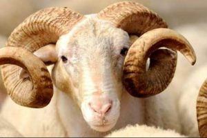 ABD'li askerlere "kurbanlık" uyarısı