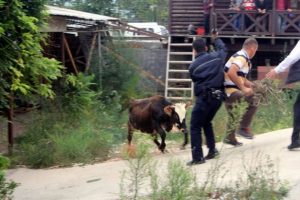 Bursa'da polis-boğa kovalamacası