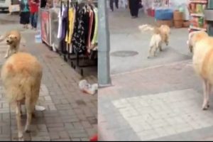 Ko&ccedil; k&ouml;peği kovaladı