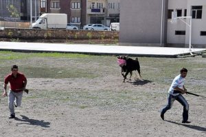 Ka&ccedil;an boğa 7 uyuşturucu iğneyle yakalanabildi
