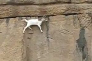 B&ouml;yle talihsiz kaza g&ouml;r&uuml;lmedi: 1 &ouml;l&uuml;