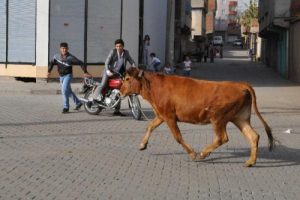 Ka&ccedil;an dana zor anlar yaşattı