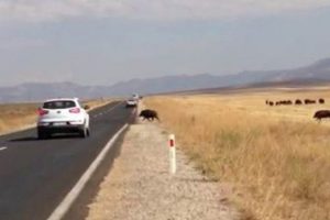 Domuz s&uuml;r&uuml;s&uuml; yola &ccedil;ıktı