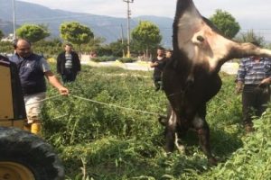 Ka&ccedil;an danaya işkence!