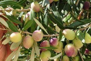 Bu zeytin g&ouml;renleri şaşırtıyor