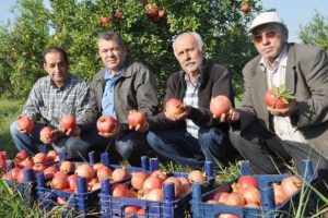 Nar &uuml;reticisi devletten destek bekliyor