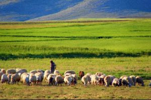 Sertifikalı &ccedil;obanlar geliyor