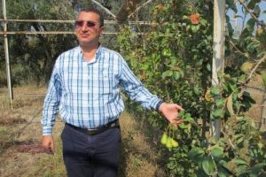 Armut ağa&ccedil;ları ikinci meyvesini verdi