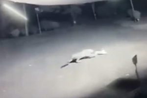 Leoparın sokak ortasında k&ouml;pek avı