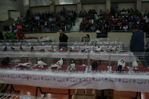 Bursa'da otomobil fiyatına g&uuml;vercin