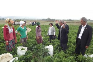 &Ccedil;eyiz d&uuml;zmek i&ccedil;in Bursa'da biber topluyorlar