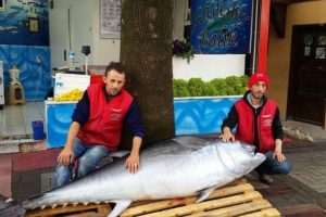 Bursa'da g&ouml;renleri şoke eden orkinos