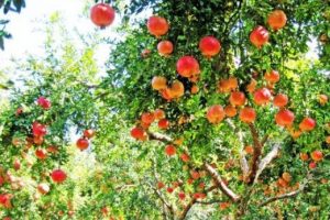Nar &uuml;reticinin y&uuml;z&uuml;n&uuml; g&uuml;ld&uuml;rd&uuml;