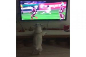 Bu da fanatik k&ouml;pek