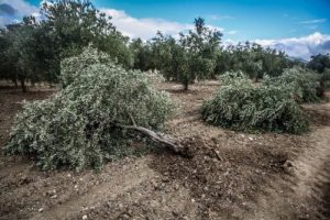Soma'da santral i&ccedil;in zeytin ağacı kıyımı