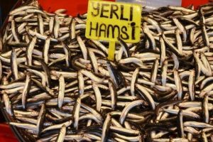 Marmara'da hamsi bolluğu