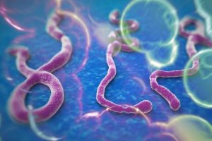 Ebola paniği b&uuml;y&uuml;yor