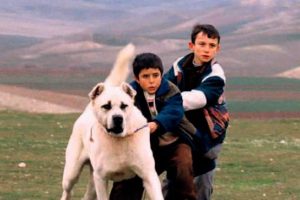 &Ouml;d&uuml;ll&uuml; y&ouml;netmene şok su&ccedil;lama...