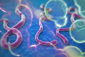 Ebola kulu&ccedil;ka d&ouml;neminde bulaşmıyor