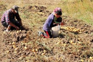Yozgat'ta s&ouml;zleşmeli patates &uuml;retimi