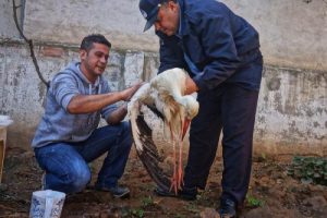 Kanadı kırık leyleğe sahip &ccedil;ıktı