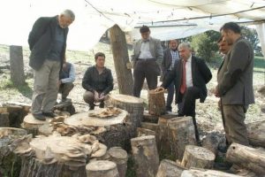 Uludağ'da k&uuml;t&uuml;k mantarı yetiştirilmeye başlandı