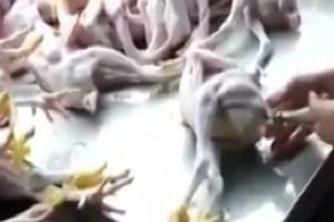 Şişirilmiş pili&ccedil;ler dehşete d&uuml;ş&uuml;rd&uuml;