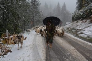 "Beyaz esaret" d&ouml;nd&uuml;